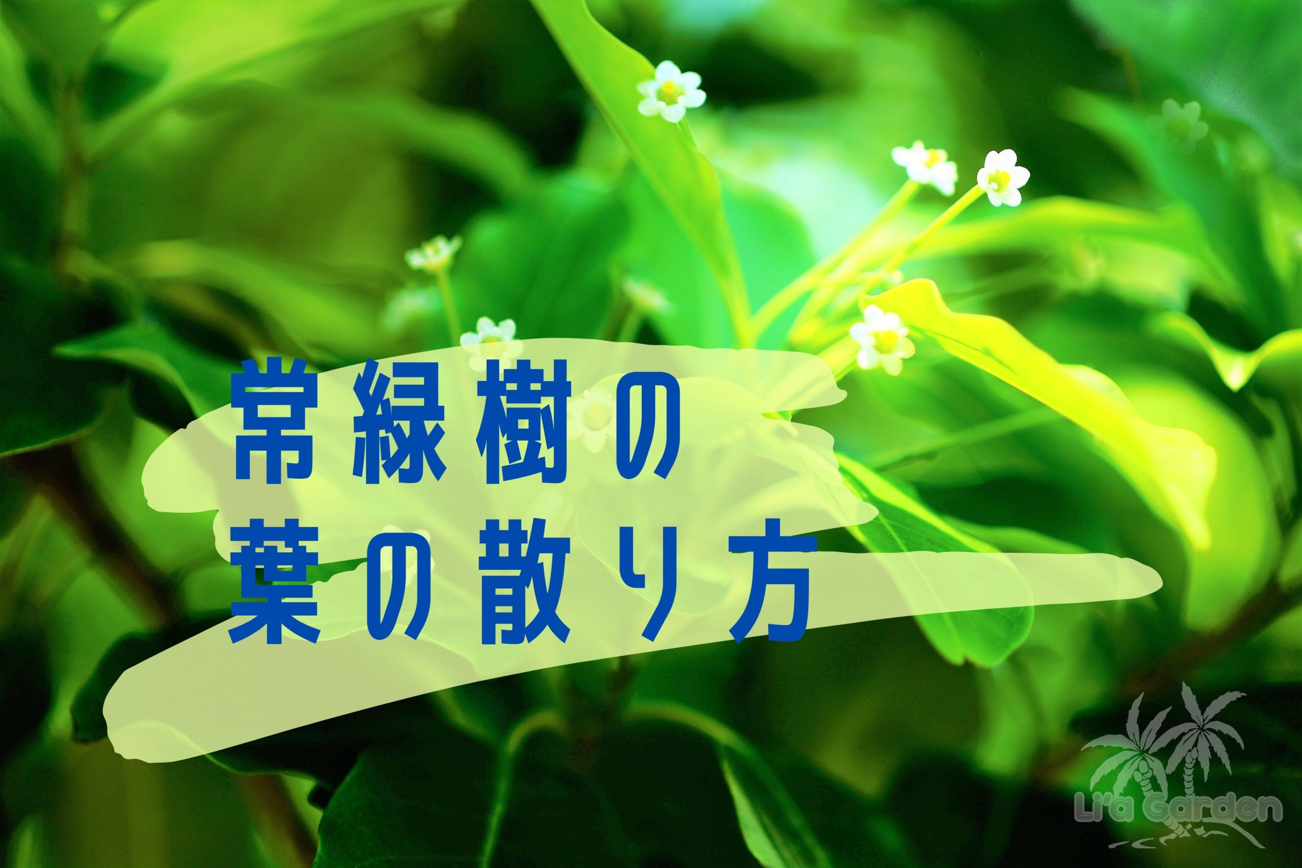 つくば市のお庭にシンボルツリーを植えよう！マイホームの庭づくりを考える際に知っておきたいシンボルツリーの魅力・その4