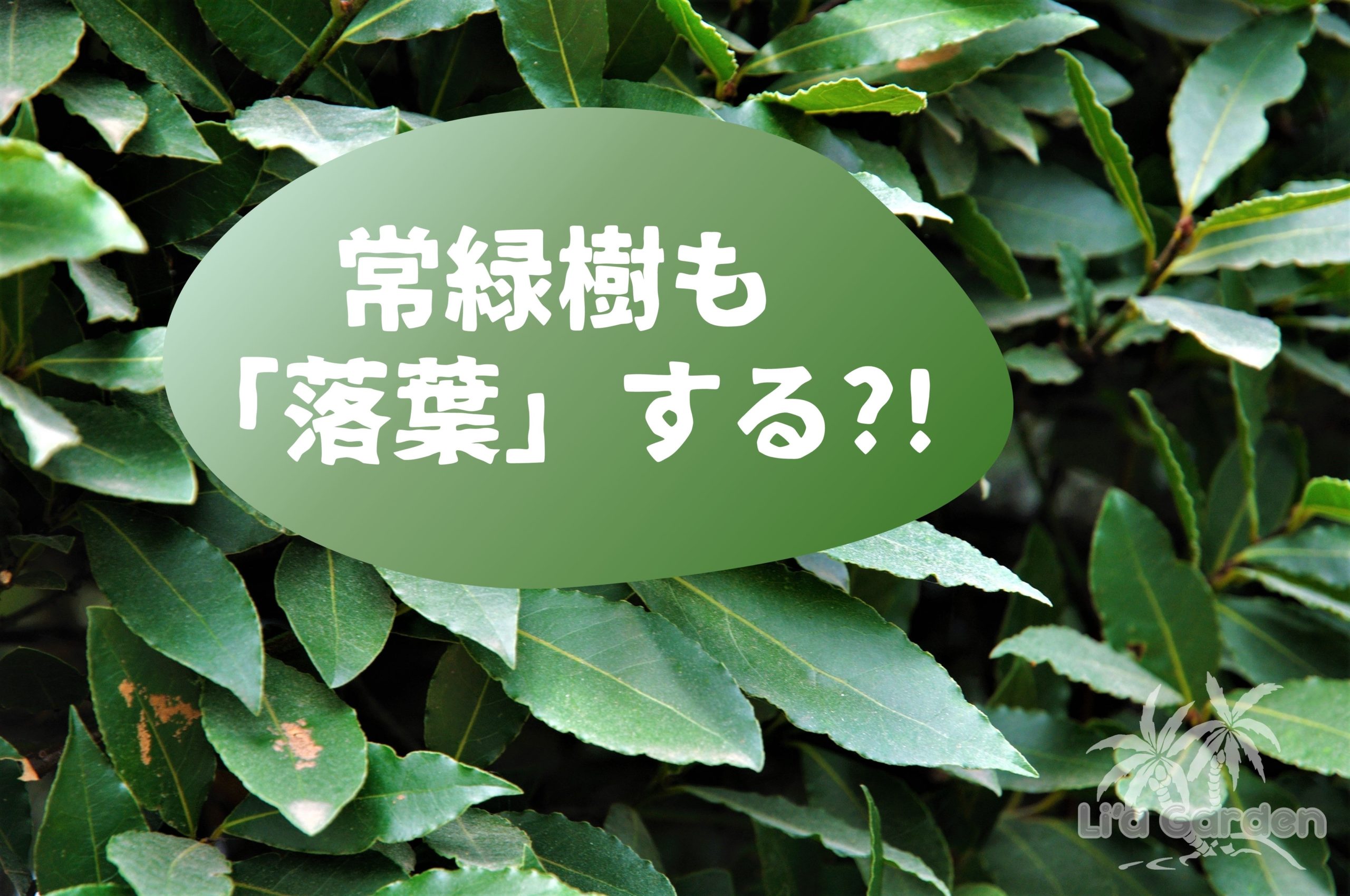 つくば市のお庭にシンボルツリーを植えよう！マイホームの庭づくりを考える際に知っておきたいシンボルツリーの魅力・その3